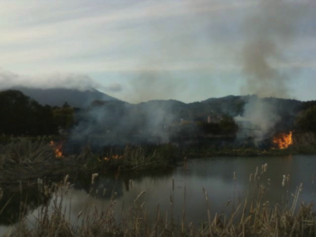 A brush fire broke out near Mill Valley Middle School due to an unknown cause. A nearby Tam News reporter was able to take this picture using a cell phone. Photo by: Chris Yip