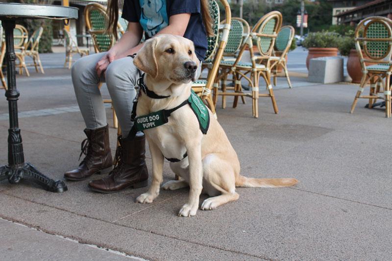 BORN TO LEAD: After a year and a half of training of preparatory training, Katrina will go to the Guide Dogs for the Blind headquarters for another two month training session before she will be partnered with their blind partners. Photo by Chris Yip.