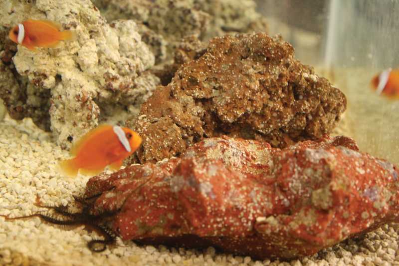 GLUB CLUB: Science teacher April Tucker’s interest in marine science is apparent in her multiple aquariums. Photo by Sophia Ellingson