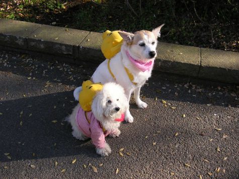 Marin’s Obsession with Dogs